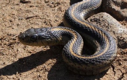 The battle against deadly snakebites in Nigeria